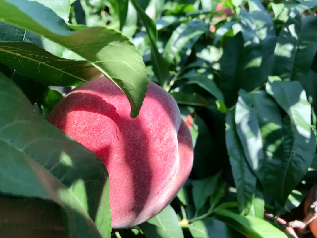 ���ա��ҡ���ָ�ϡ���������ݴ����Ҳ�ժ��