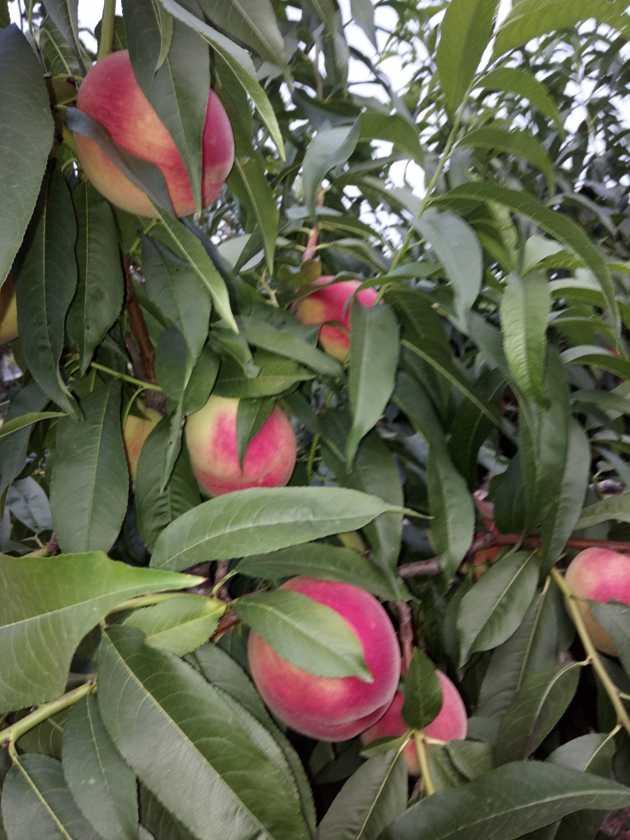 �����������,���ˮ��������