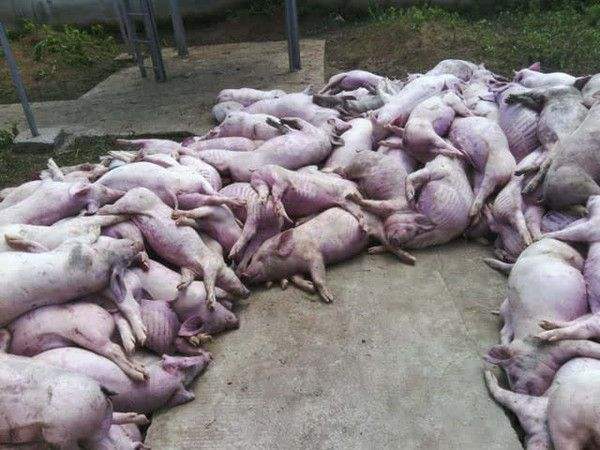 timg (1).jpg timg (1).jpg